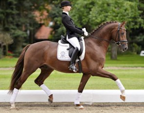 Haras de Malleret's Rhinelander stallion Flinstone (by Fidertanz x Abanos)