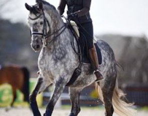 Kristina Moller on Pequignet (by Prinz K3 x Silvermoon). As a foal the grey Trakehner lost her dam three days after his birth and was raised by a pony mare.