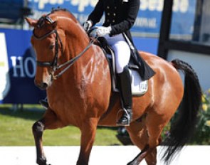 Swiss Josefine Rosen on the highly talented Holsteiner Infinio Ce (by Indigo x Corofino). The bright bay is a massive mover, but still unsettled in piaffe.