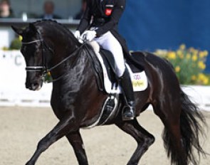 British Hayley Watson-Greaves on Rubins Nite (by Rubin Royal). The black gelding is a powerful mover but some regularity was lacking in the extended trot and passage. Still there was much solid work to score 70.260%