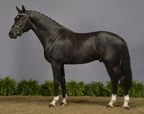 Ierland (by Dream Boy x Jazz)  :: Photo © Ridehesten