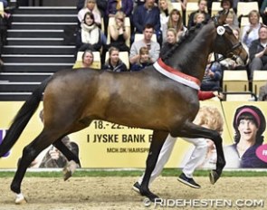 The Westfalian bred Revolution (by Rocky Lee x Rouletto) became a premium stallion at the 2016 Danish warmblood stallion licensing in Herning :: Photo © Ridehesten