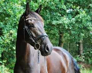Cardento (by Painted Black x Zebulon)