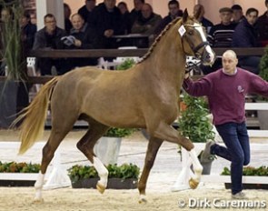 Quanto Curo van het Bloemenhof at the 2016 Belgian Warmblood Stallion Licensing :: Photo © Dirk Caremans