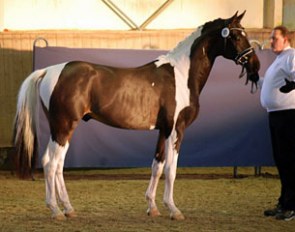 Colany C (by Cadeau Noir x Samenco K)