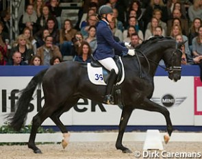 Hennessy at the 2016 KWPN stallion licensing show :: Photo © Dirk Caremans