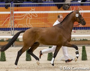 Idool N (by Bordeaux x Jazz) at the 2016 KWPN Stallion Licensing :: Photo © Dirk Caremans