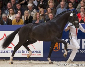 Ierland (by Dream Boy x Jazz) at the 2016 KWPN Stallion Licensing :: Photo © Dirk Caremans