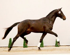 Jambo (by Davino VOD x Jazz) at the 2017 KWPN Stallion Licensing pre-selection in Ermelo :: Photo courtesy KWPN.NL