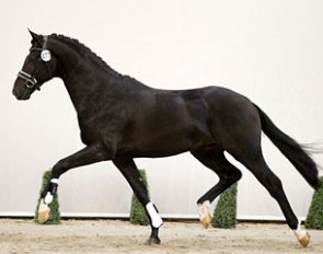 Jardeaux (by Ferdeaux x Jazz) at the pre-selection day for the 2017 KWPN Stallion Licensing :: Photo courtesy KWPN.NL