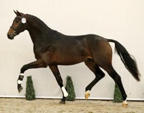 Jurist (by Don Tango B x Krack C) :: Photo courtesy KWPN.NL