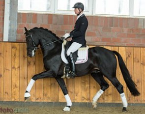 Tolegro (by Totilas x Krack C) :: Photo © Thomas Henkensiefken 