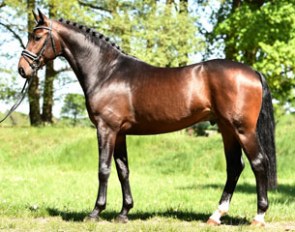 3-year old licensed stallion by Foundation out of Samira
