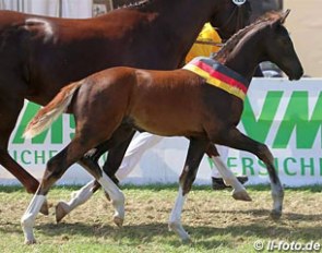 The champion colt by Floriscount at the 2016 German Foal Championships :: Photo © LL-foto
