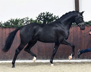 Finest Selection (by Follow Me x Lauries Crusador xx) at the 2016 Lodbergen Winter Breeders' Meeting :: Photo © Tanja Becker