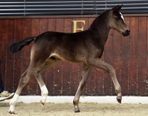 At the 2016 Oldenburg spring foal inspection in Lodbergen, this stunning colt by For Romance x De Niro got selected for the 60th Mixed Sales in Vechta :: Photo © Tanja Becker