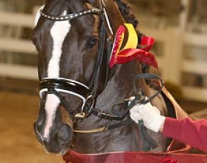 Thiago, sole premium stallion at the 2016 South German Saddle Licensing in Marbach :: Photo © Olav Krenz