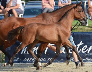 Quiz Me Quick van de Kempenhoeve, 2016 BWP Dressage Colt Champion :: Photo © FotoRoyal.be