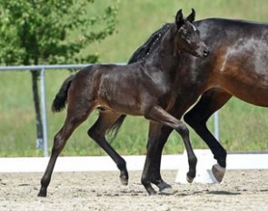The Fursten-Look x Ray Ban colt that was the top seller at the 9th Bavarian Elite Foal Auction in Munich