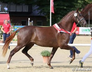 Ballerina, champion of the 2016 Westfalian Elite Mare Show :: Photo © LL-foto