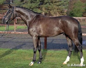 Paul Schockemohle and Wilhelm Holkenbrink's Da Vinci Code (by Dancier x Sandro Hit x Hohenstein) approved for Westfalian breeding :: Photo © LL-foto