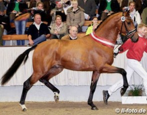 Valverde (by Vitalis x Ampere), champion of the 2016 Westfalian Stallion Licensing :: Photo © LL-foto