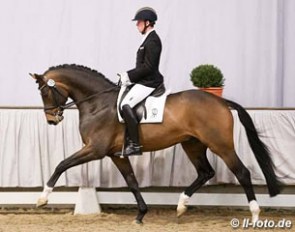 Bidertanz (by Belissimo M x Fidertanz) at the 2016 Westfalian Saddle Licensing :: Photo © LL-foto