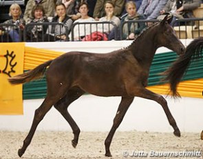 Konstantin, top seller of the auction at the 2016 Trakehner Stallion Licensing :: Photo © Jutta Bauernschmitt