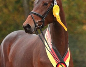 Kosima, 2016 Trakehner Mare Champion :: Photo © Stephan Bischoff