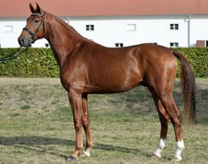 Don Royal (by Don Juan de Hus x Rubin Royal x Gotland)