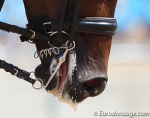 Interesting white cream on the lips of this horse's mouth