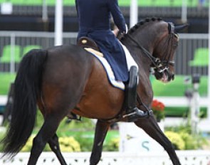 Stepping in as alternates for Nilshagen/Dante Weltino, Mads Hendeliowitz and Jimmie Choo made it to the Special. The bridle contact needs to improve significantly but the Sandro Hit is willing and lightfooted in his work