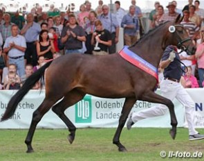 Candy, champion of the 2016 Oldenburg Elite Mare Show :: Photo © LL-foto