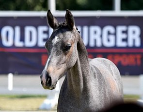 The 2017 Oldenburg Summer Meeting