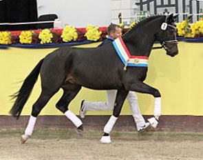 The Diamond Hit x Johnson who was named champion of the 2016 Mecklenburger Stallion Licensing :: Photo © Jutta Wego