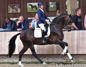 Femke de Laat on the KWPN stallion Invito (by Furstenball x Sandro Hit x Silvano N) :: Photo © Wilma Frentz