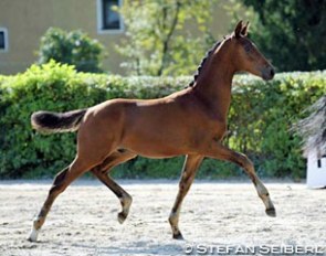 Braveheart, 2016 Austrian Warmblood Colt Champion :: Photo © Stefan Seiberl