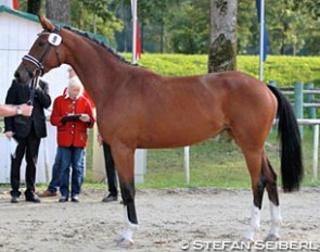 Fraulein Smilla named champion of the 2016 Austrian Warmblood Elite Mare Show :: Photo © Stefan Seiberl