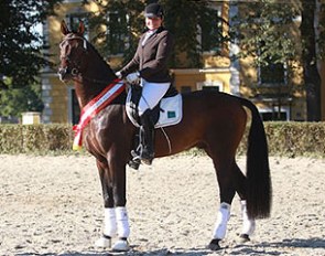 Ulrike Prunthaller on the 3-year old champion Furstenberg at the 2016 Austrian Warmblood Young Horse Championships :: Photo © Stefan Seiberl