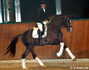 The 2015 Oldenburg licensing champion Bonds at the 2016 Gestut Famos stallion show two months ago :: Photo © LL-foto