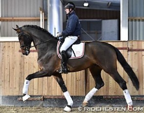 Revolution at the 2016 Danish Warmblood autumn stallion performance testing at the Torring Riding Centre :: Photo © Ridehesten