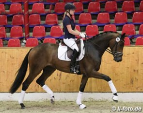 Flashdance CF (by Furstenball x Sir Donnerhall I) at the 2016 Oldenburg Mare Performance Test in Vechta :: Photo © LL-foto