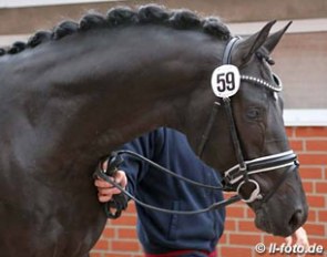 Dressage Performance Centre Lodbergen's Follow Me x Lauries Crusador xx selected for the 2016 Oldenburg Stallion Licensing :: Photo © LL-foto