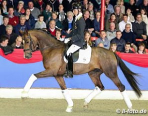 Bonds at the Althengst Parade of the 2016 Oldenburg Stallion Licensing :: Photo © LL-foto