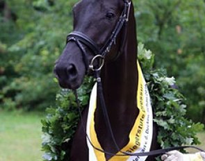 Black Baccara K wins the 2016 Hanoverian Elite Mare Show in Verden :: Photo © LL-foto