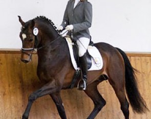 Landgestut Celle's Da Costa (by Dimaggio x Coriander) at the 2016 Hanoverian Saddle Licensing :: Photo © Christina Beuke