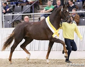 The Quantensprung x Stedinger premium stallion at the 2016 Hanoverian Stallion Licensing :: Photo © LL-foto