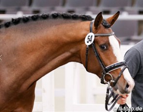 Zoom (by Zack x Don Schufro) at the 2016 Hanoverian Late Licensing :: Photo © LL-foto