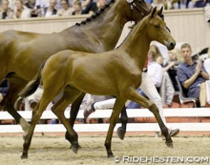 Lissau's Ginger was the price highlight of the 2016 Danish Warmblood elite foal auction :: Photo © Ridehesten