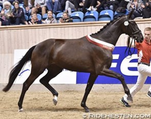 UNO Sunshine Reggae, 2-year old Danish warmblood mare champion of 2016 :: Photo © Ridehesten